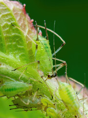 Aphid Colony Close-up. Greenfly or Green Aphid Garden Parasite Insect Pests Macro on Green Background