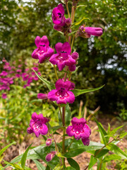 Fototapeta premium Beardtongue Plant in New Zealand