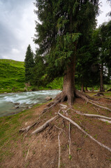 cypress roots in ground