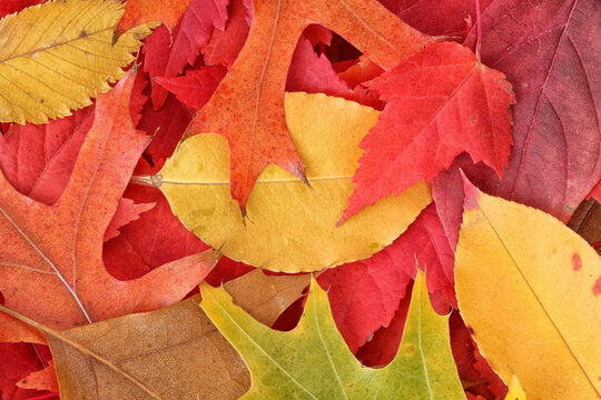 Assorted Vibrant Autumn Leaves in all Fall Colors