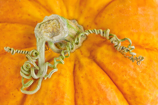 Close Up Mini Orange Pumpkin with Curly Vine on Stem