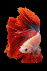 Betta fish, siamese fighting fish,
betta splendens isolated on black background,
fish on black background, Multi color Siamese fighting fish, red Siamese ,