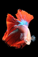 Betta fish, siamese fighting fish,
betta splendens isolated on black background,
fish on black background, Multi color Siamese fighting fish, red Siamese ,