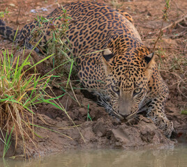 Cat drinking water; Leopard has a drink; leopard drinking water; leopard in Sri Lanka; Big cat drinking water	