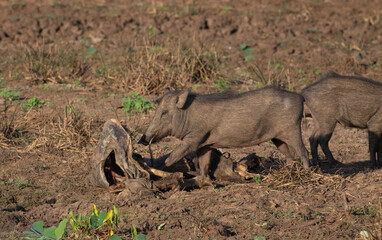 Boar scavenging on a carcass; wild boar feeding on a carcass; pig eating; wild boar eating; wild...