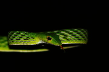 Green snake on a branch flicking its tongue; ahaetulla green vine snake flicking tongue; snake...