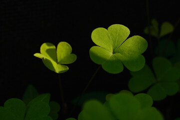 Clover leaves in uneven natural light