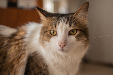 portrait of cat in the sun inside the house