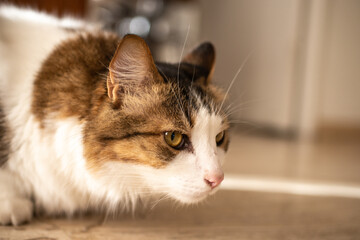 portrait of cat in the sun inside the house