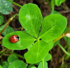 ladybug on a leaf © Thomas Pfauth
