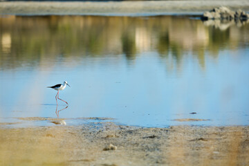Échasse blanche ou Himantopus en chasse sur un lac
