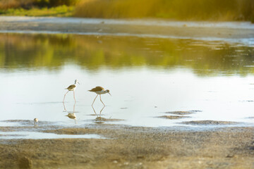 Échasse blanche ou Himantopus en chasse sur un lac