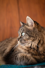 portrait of a cat close up of eyes
