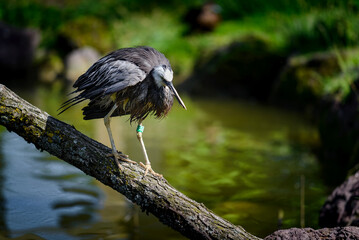 Aigrette à face blanche ou Egretta novaehollandiae en milieu naturel