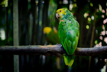 Amazone à front jaune ou Amazona ochrocephala en milieu naturel