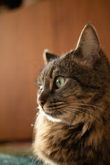 portrait of a cat close up of eyes