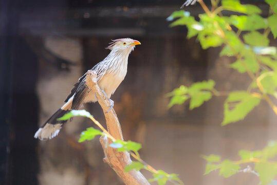 Oiseau dit Coucou du Nouveau Monde ou Guira Cantara dans le milieu naturel 