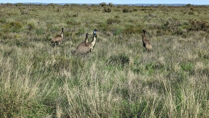 Herd of emu in grass.