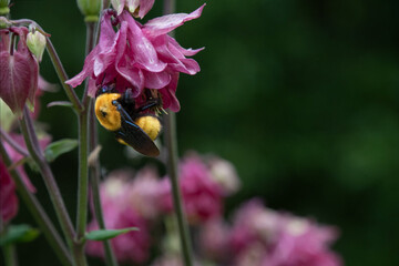 Bumble Bee in Wild Flowers