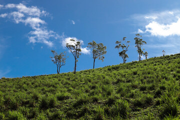 Trees in the Mountain | Beautiful Morning Field Landscape With Blue Sky | Wallpaper Background 