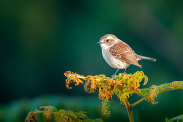 Le tarier de La Réunion ou le Tec-tec en plaine nature