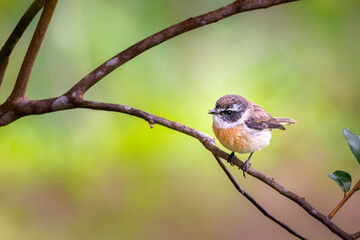 Le tarier de La Réunion ou le Tec-tec en plaine nature