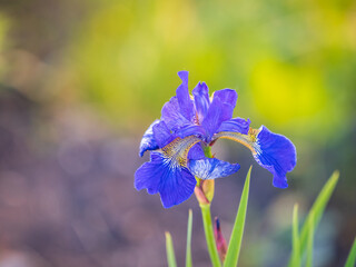 Beautiful blue flowers of Siberian iris in spring garden. Iris sibirica blooming in the meadow.