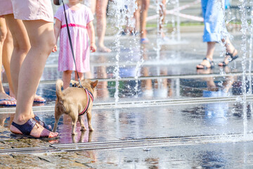 A small chihuahua dog on a leash at the feet of the owner walks by the fountain on a hot summer day. 