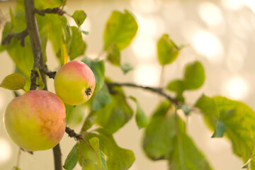 Apple tree with ripe apples in autumn garden