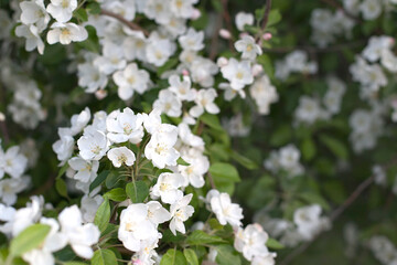 Blooming white apple tree in spring. The scent of a blooming apple tree. apple orchard close-up