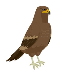 Egypt Steppe Eagle Illustration