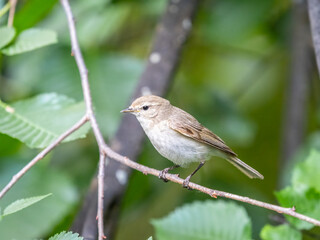Common chiffchaff, lat. phylloscopus collybita, sitting on branch of bush in spring and looking for food