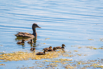 A family of ducks, a duck and its little ducklings are swimming in the water. The duck takes care of its newborn ducklings. Mallard, lat. Anas platyrhynchos