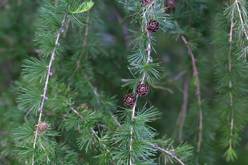Coast Douglas fir or Oregon pine tree cone and needles