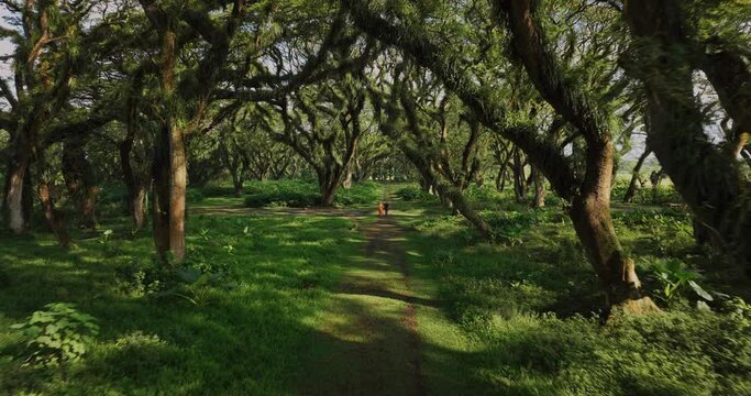 Tourist couple walking on ancient path surrounded by mysterious trees, De Djawatan forest, East Java