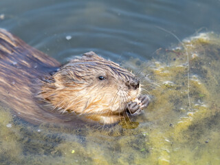 Wild animal Muskrat, Ondatra zibethicuseats, eats on the river bank