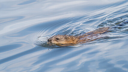 Muskrat, Ondatra zibethicuseats swiming at the surface of the lake water.