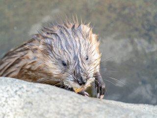 Wild animal Muskrat, Ondatra zibethicuseats, eats on the river bank