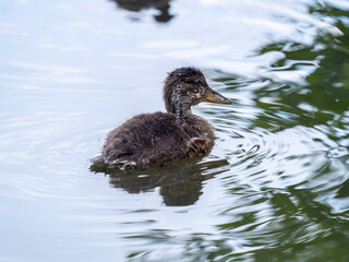 Cute little duckling swimming alone in a lake or river with calm water