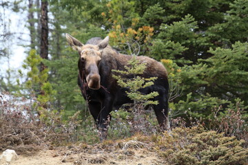 Fototapeta na wymiar moose in the woods, Jasper National Park, Alberta
