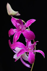A collection of cooktown orchids in full bloom. This beautiful flowering orchid has the scientific...
