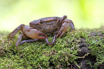 A field crab shows an expression ready to attack. This animal has the scientific name Parathelphusa...