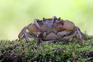 A field crab shows an expression ready to attack. This animal has the scientific name Parathelphusa...