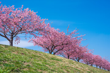 桜並木