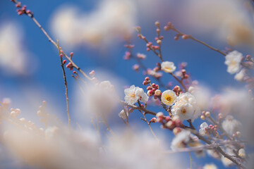 白い花