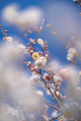 白い花