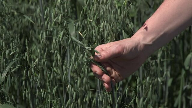A womans hand is touching an oats plant