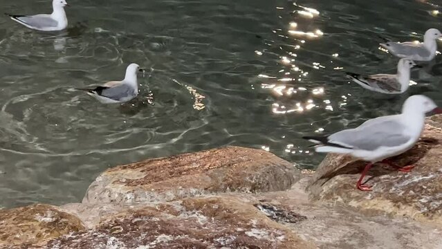 Silver gulls, chroicocephalus novaehollandiae swimming in the rippling water with shimmering light reflection, flying up to the rocky shore, walking and foraging for food at downtown south Brisbane.