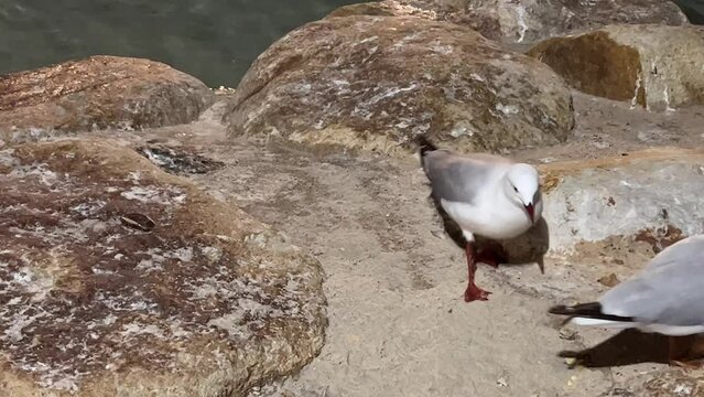 Urban common silver gulls, chroicocephalus novaehollandiae one by one flying up to the rocky shore, foraging on bread crumbs at night in downtown Brisbane.