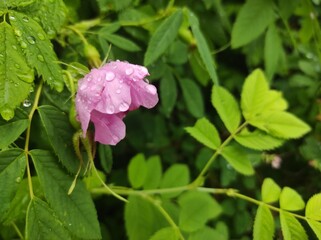 Fototapeta premium pink flower, pink wild rose on green leave background 